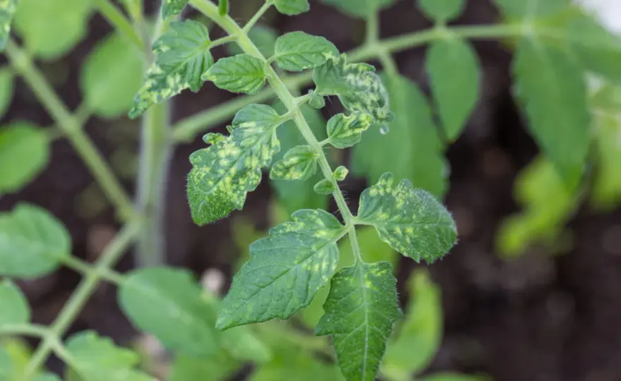 Feuilles de tomate blanchies - Identifier la cause et agir