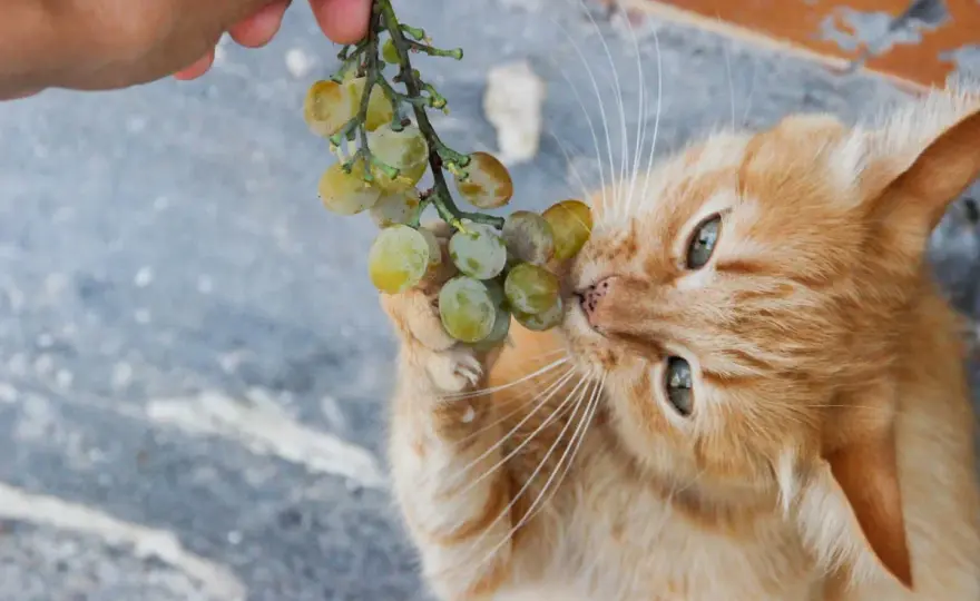 Can Cats Eat Grapes? Why This Fruit Is a Serious Risk