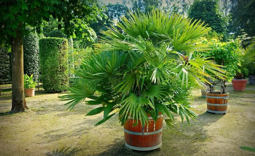 Palmeras de exterior - ¿Cuál elegir para tu jardín?