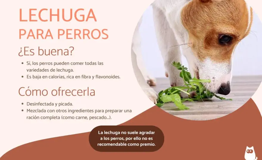 ¿Puede tu perro comer lechuga? Guía completa y segura