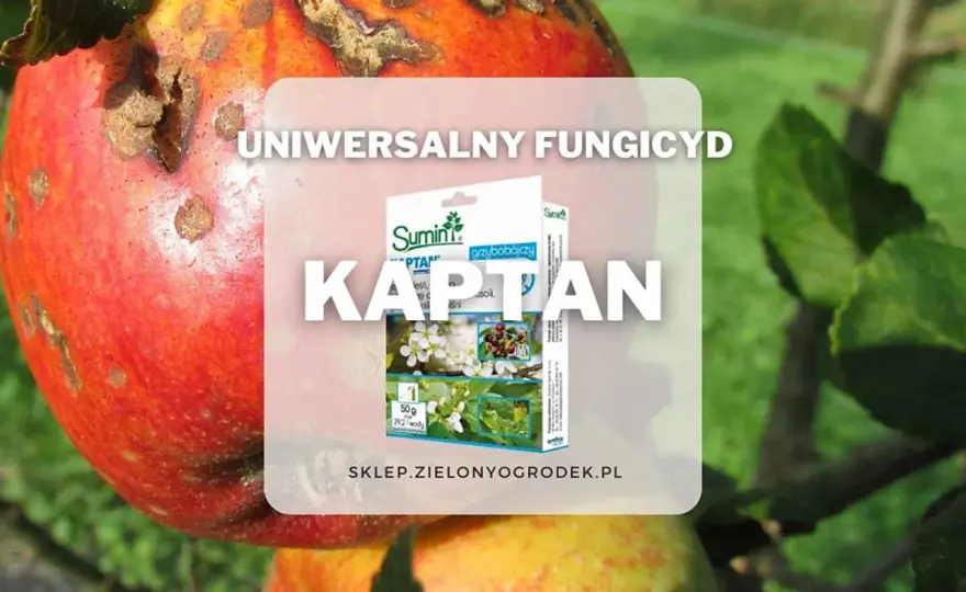 Fungicyd kaptan w sadzie i jagodach - kiedy działa najlepiej?