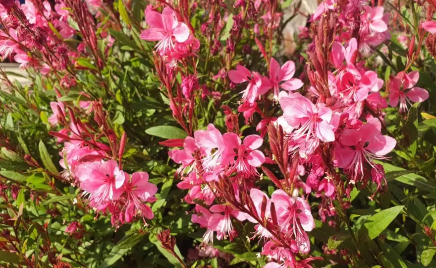 Gaura jest wieloletnia? Zobacz, kiedy naprawdę wraca co roku
