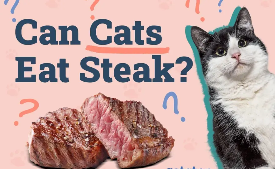 Can Cats Eat Steak? The Safe Way to Share Beef