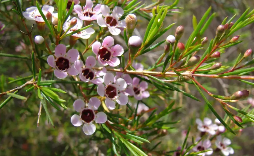 Fleur de cire - Le guide pour une culture réussie et une floraison sublime