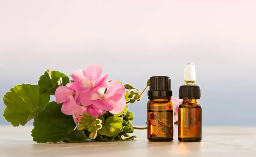 Olejek z geranium w domu - prosty przepis na macerat!