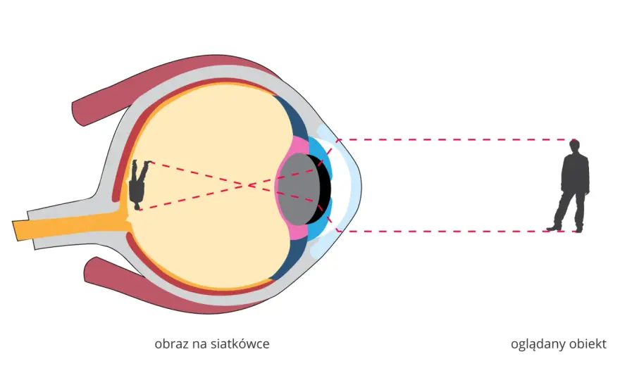 Budowa oka - Jak działa wzrok i co oznaczają niepokojące objawy?