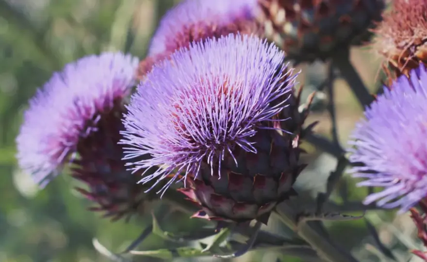 Cardo mariano, benefici e limiti per digestione e fegato