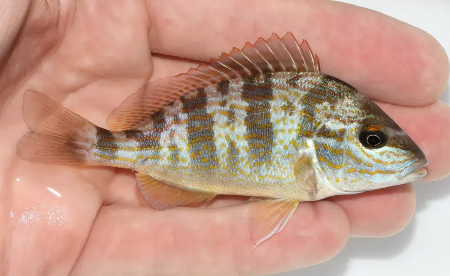 Pigfish (Orthopristis chrysoptera) - Jak go rozpoznać i łowić?