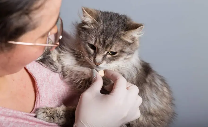 Katzen entwurmen - so planen Sie Kontrolle und Behandlung