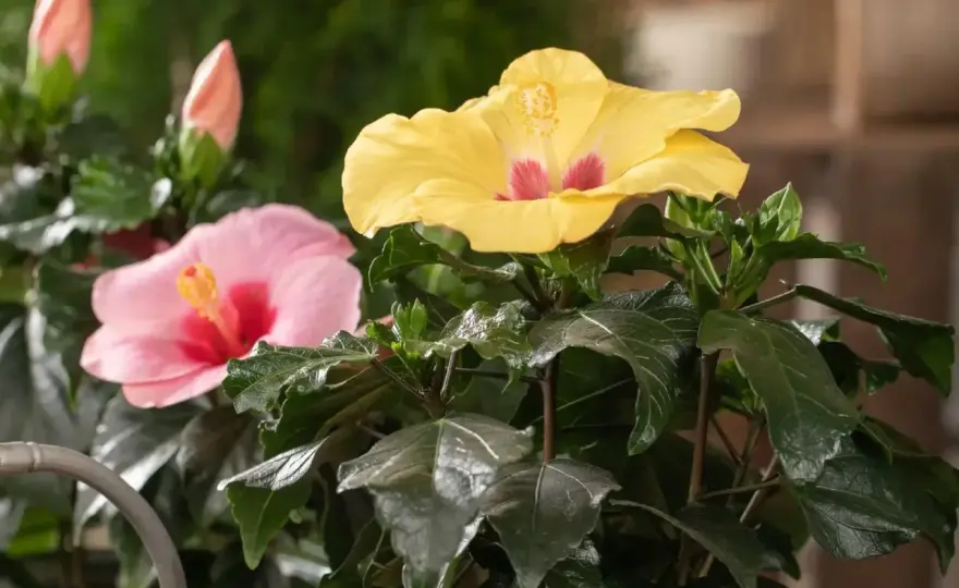Hibiskus richtig pflegen - Standort, Schnitt und Winterruhe