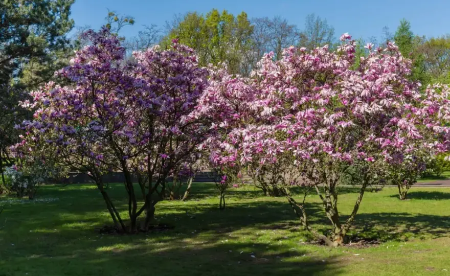 Jak szybko rośnie magnolia? Prawda i porady ogrodnika