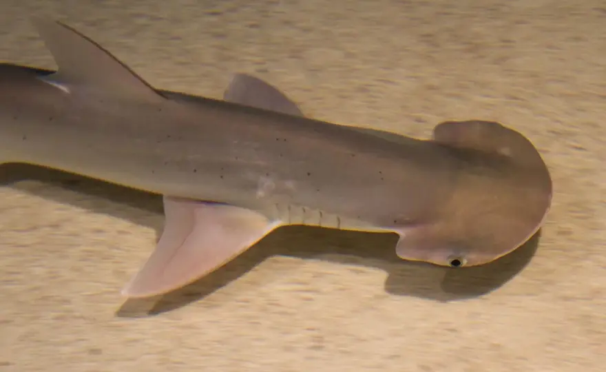 Tiburón cabeza de pala - Guía completa para identificarlo