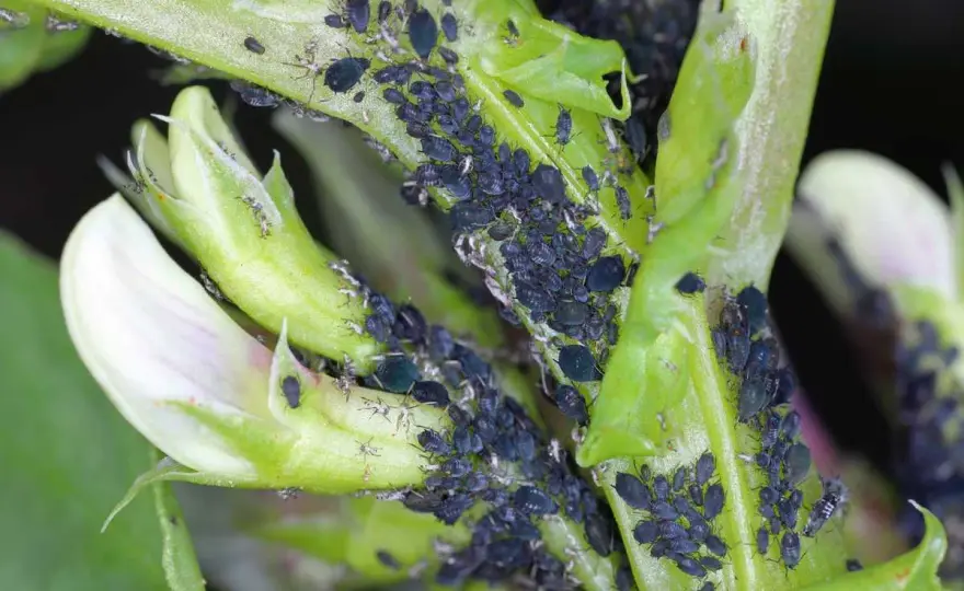 Pucerons noirs - Éliminez-les sans nuire à vos plantes