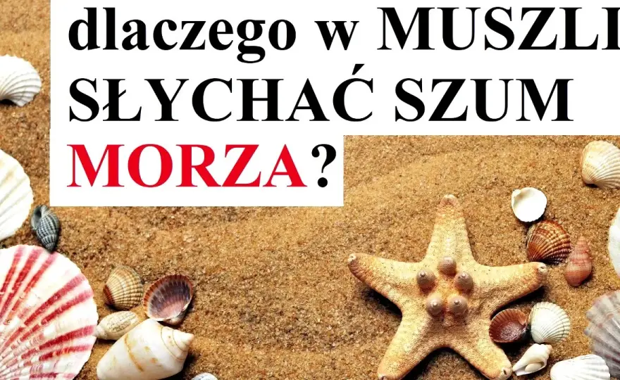 Co naprawdę szumi w muszli? Naukowe wyjaśnienie fenomenu