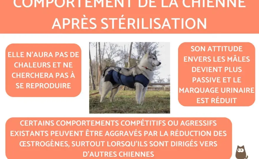 Stérilisation chienne - Le bon moment pour sa santé ?