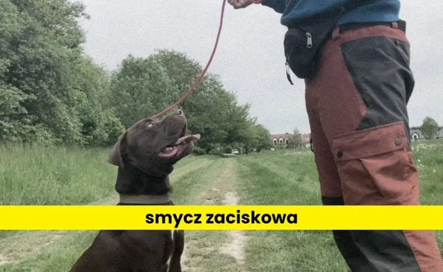 Jak założyć psu obrożę, aby zapewnić mu komfort i bezpieczeństwo