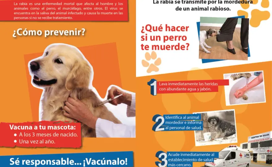 Rabia en perros: Qué hacer y cómo prevenirla