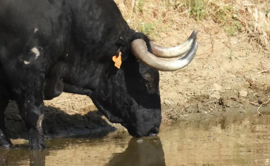 Ganadería Las Ramblas - Claves de un toro bravo