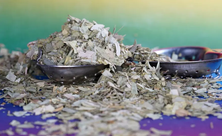 Monte Verde - Świeża yerba mate? Przewodnik po smakach!