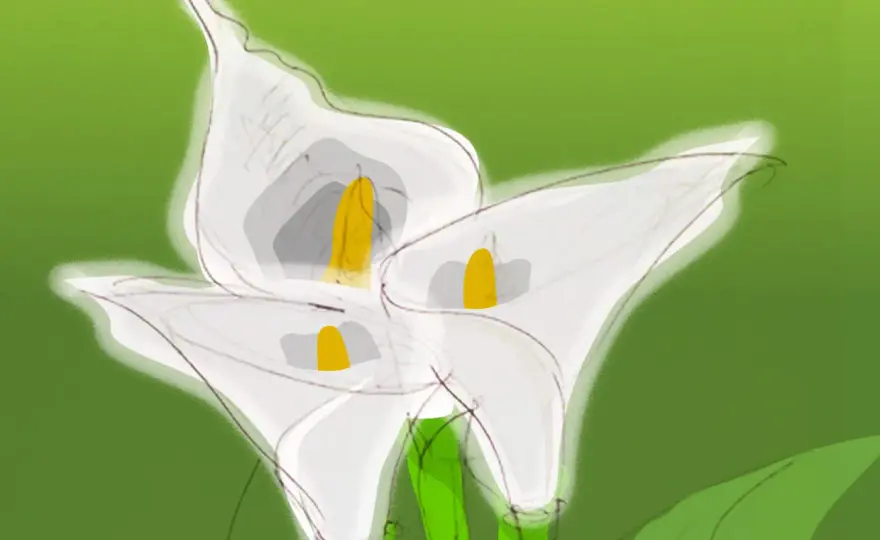 Calla porte-bonheur - Vraie signification et comment l'utiliser