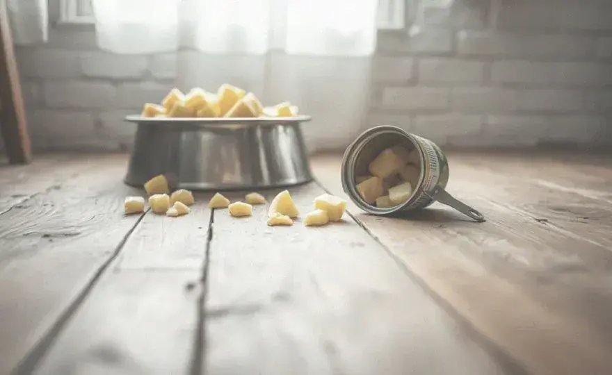 Czy pies może jeść ananasa z puszki? Zobacz, dlaczego to niebezpieczne