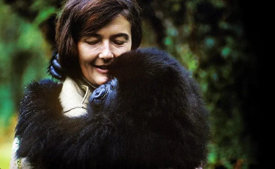 Goryle we mgle: Film, Fossey, VOD. Co musisz wiedzieć?