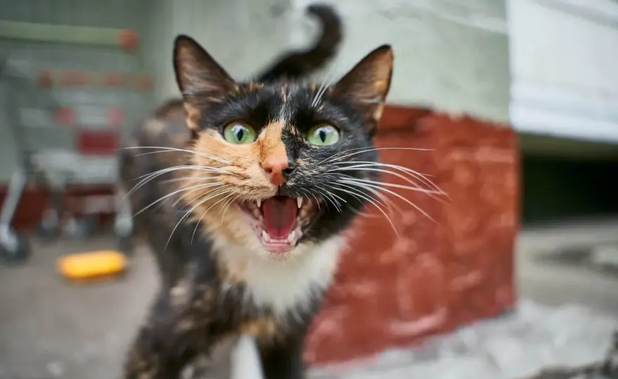 Cat Hissing - What It Means & How to Respond Safely