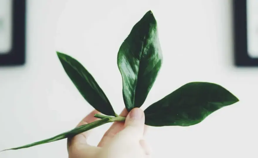 Garderobsblomma - så lyckas du med sticklingar och delning