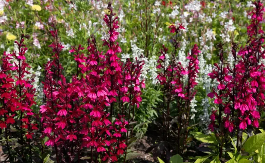 Lobelia okazała - Jak uprawiać, by kwitła obficie?