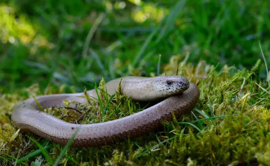 Blindschleiche im Garten - Gut oder schlecht?