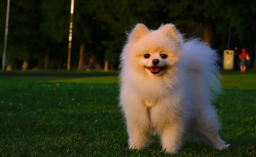 Pomeranian - co warto wiedzieć o szpicu miniaturowym