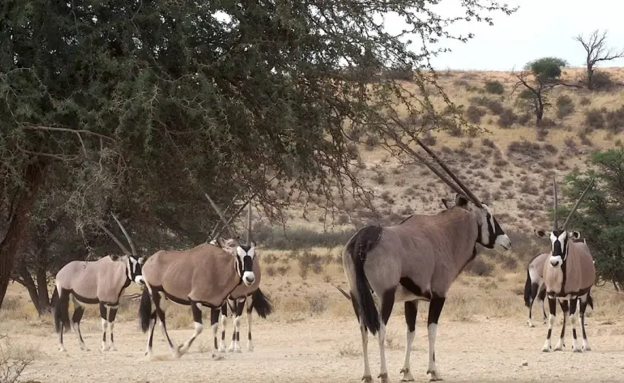 Oryx africano - Un antílope del desierto: Guía completa