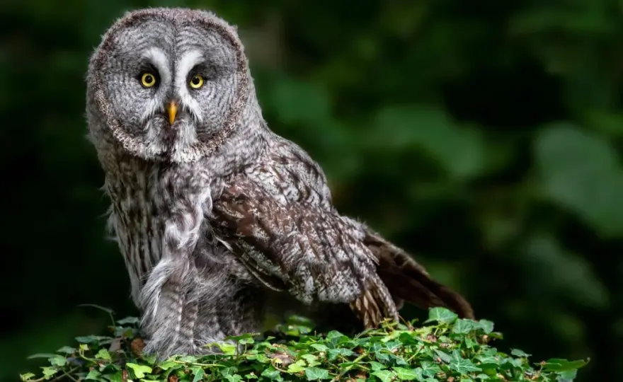 Animali notturni, il vero senso del finale senza Edward