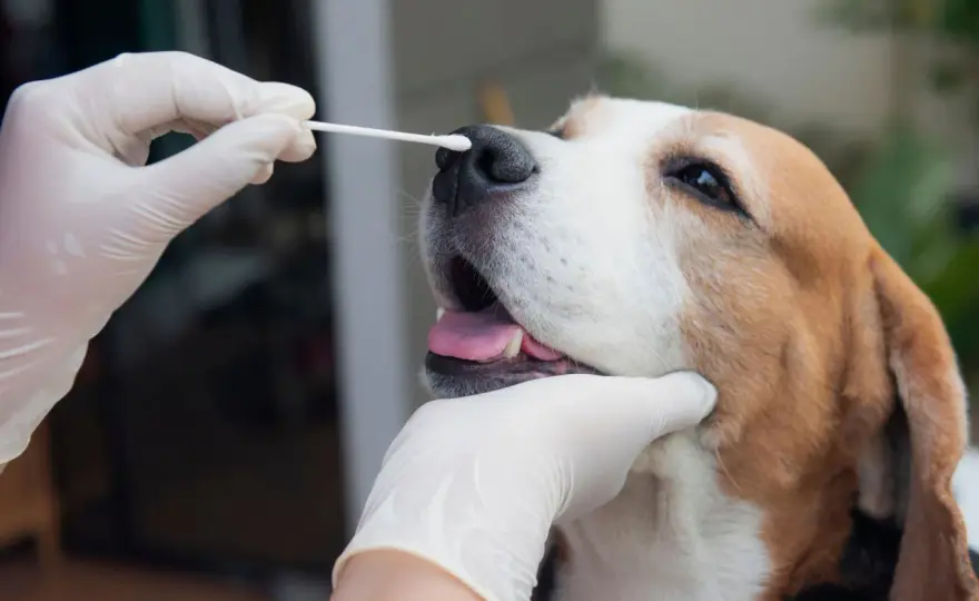 Salmonella in Dogs - Signs, Risks & Prevention Tips