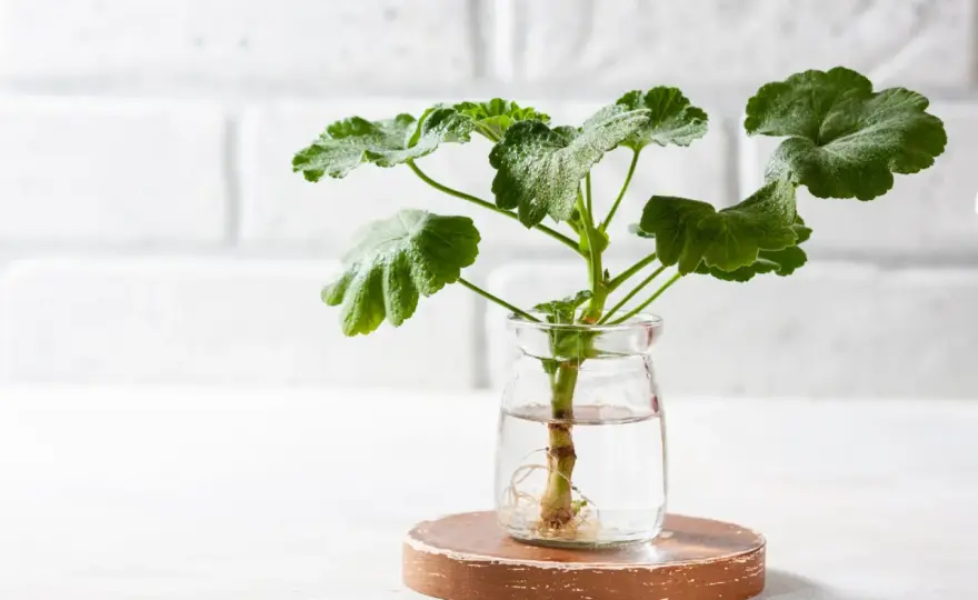 Sadzonki pelargonii - Jak ukorzenić bez gnicia?