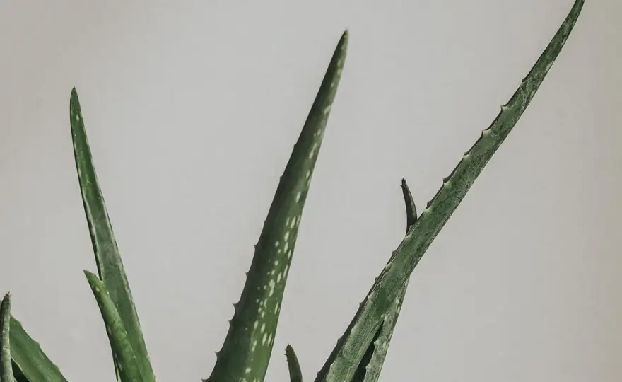 Aloe vera blommar sällan hemma - så ökar du chansen