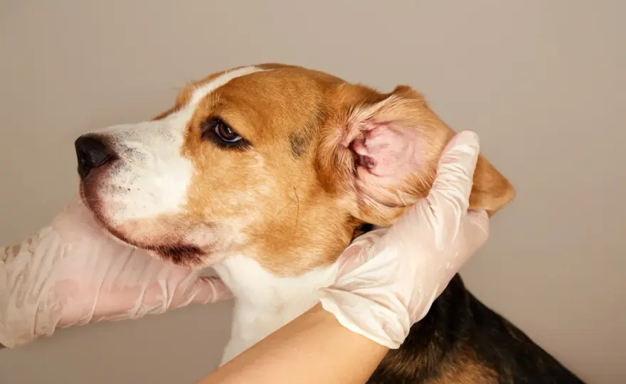 Otite cane - Cause, sintomi e prevenzione efficace