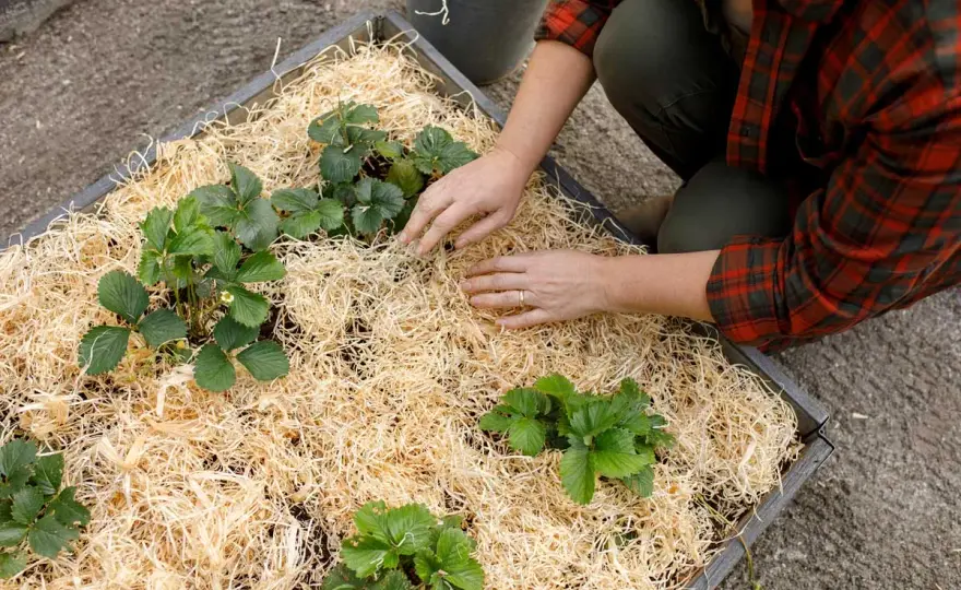 Plantera jordgubbar - så lyckas du från första början