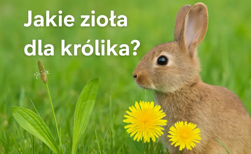 Dieta królika: Co podawać, czego unikać? Kompletny poradnik żywienia!