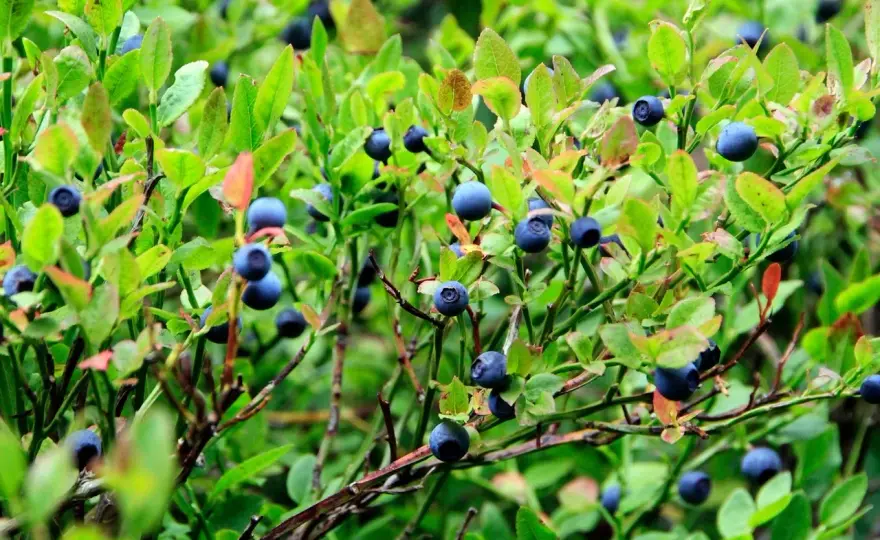 Wilde Heidelbeeren - Was sie wirklich bringen & wie du sie nutzt