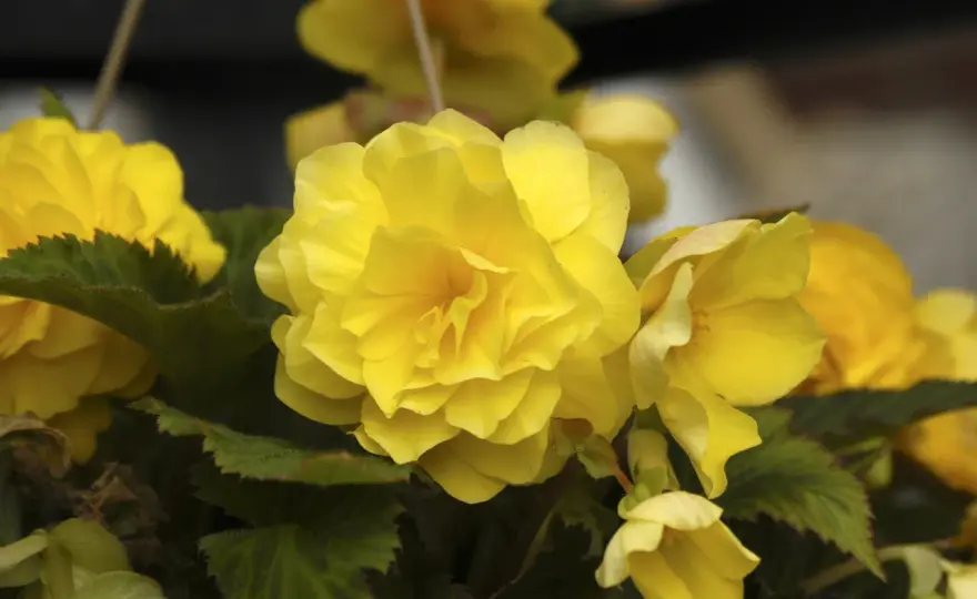 Begonia utomhus - Så lyckas du med frodig blomning i sommar