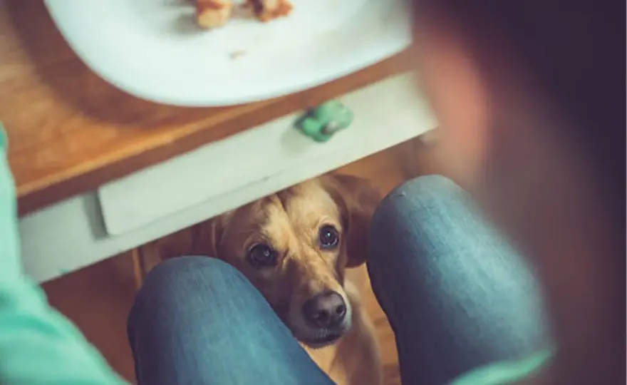 ¿Perros pueden comer pan? Guía segura para tu mascota