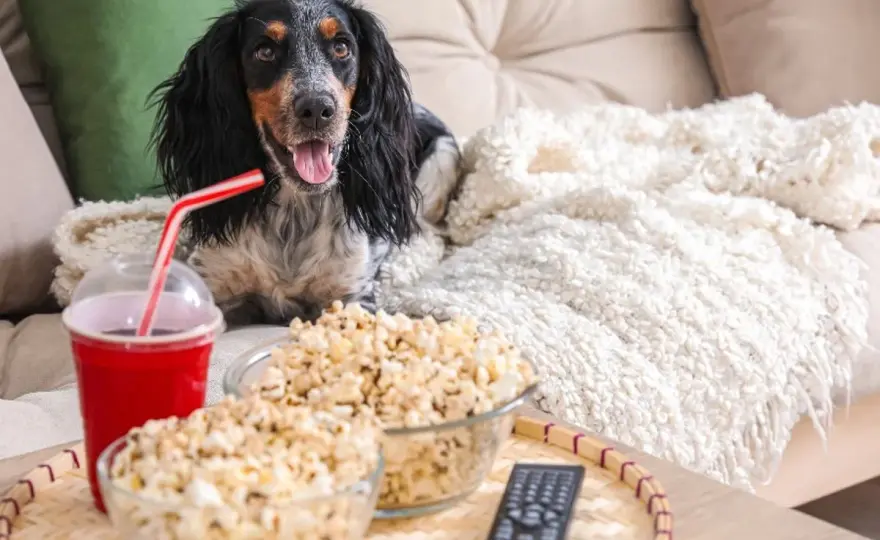 Czy pies może jeść popcorn - Kiedy przekąska mu nie zaszkodzi?