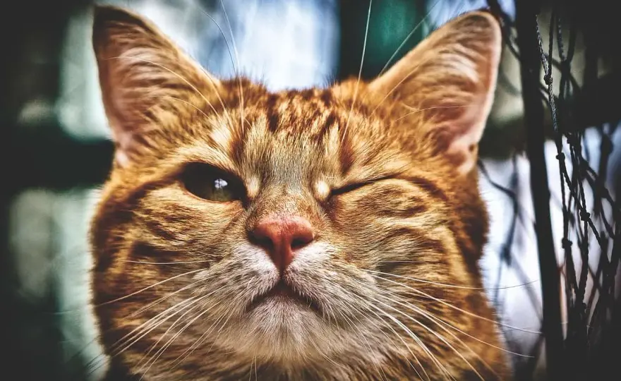 Œil de chat blessé - Quand l'urgence est vitale ?