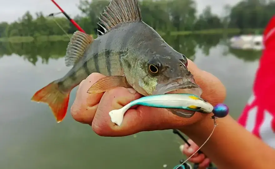 Okoń na spinning - łów skuteczniej! Sprzęt, przynęty, techniki