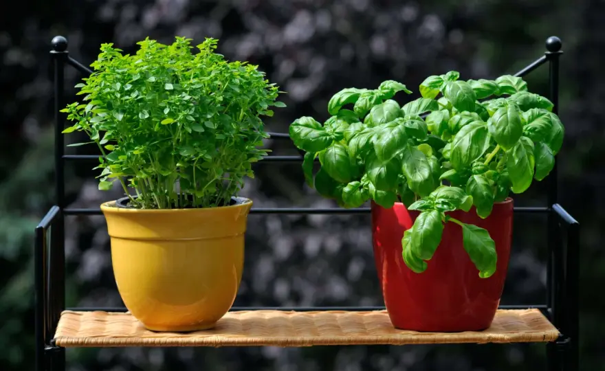 Varietà di basilico - quale scegliere per pesto e balcone?