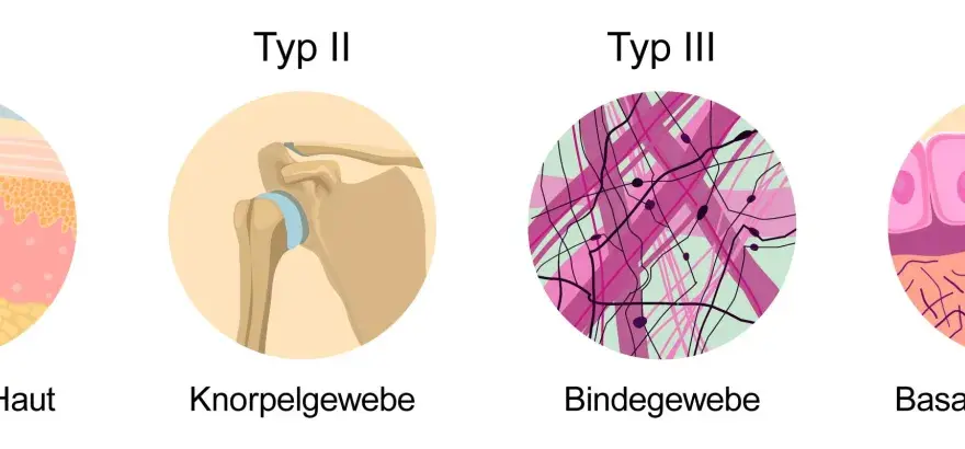 Was ist Kollagen? Funktion, Abbau und Ernährung einfach erklärt