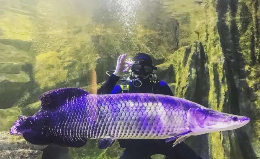 Oceanarium Zachodniopomorskie - Niezapomniane atrakcje w Międzyzdrojach