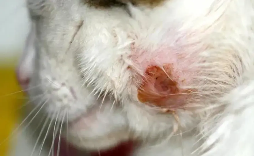 Heridas en gatos - ¿Cuándo es una urgencia?