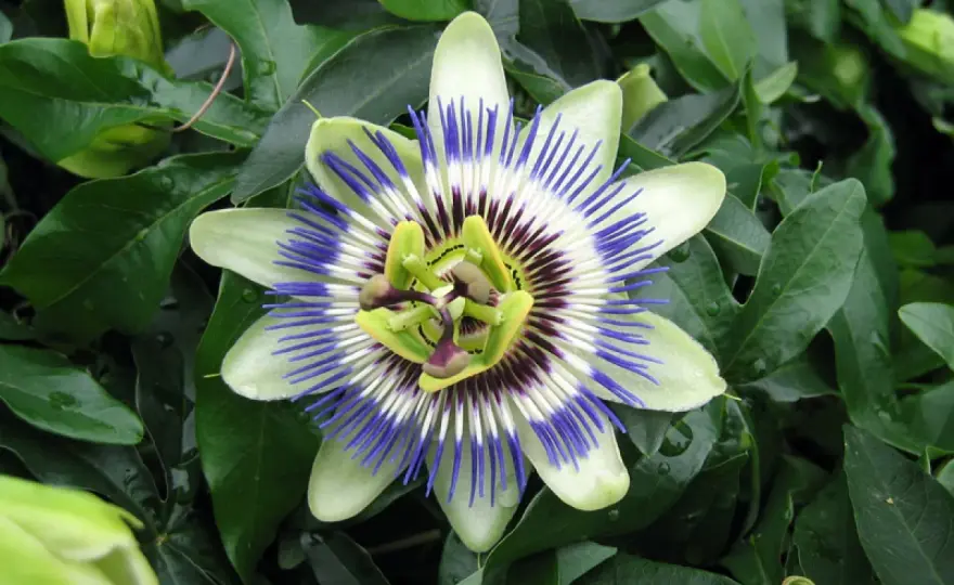 Passiflore bleue - Le guide pour une floraison réussie